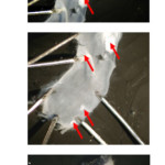Figure 1 Lipid lesions in the thoracic aorta of ApoE-/- mice. 6-wk old ApoE-deficient mice fed the TD88137-based control diet for 9-wks developed sites in their thoracic aorta that were extensively coated with lipid (bright white areas marked by arrows).