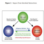 Figure 1 - Impact from Intestinal Interactions