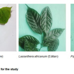 Fig. 1 : Edible vegetables used for the study