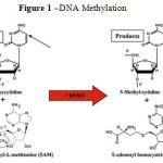 Figure 1 –DNA Methylation