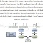 Figure 2 - This region of genomic DNA contains hypermethylated heterochromatin and an actively transcribed Tumor Suppressor Gene (TSG). A hallmark of tumor cells is the conversion of repeat rich regions from hypermethylated to hypomethylated, culminating in genomic instability resulting from increased mitotic recombination. Additionally, the CpG island located upstream of the TSG is hypomethylated, allowing for transcription. However, during oncogenesis, the CpG islands become hypermethylated, resulting in a loss of expression and a progression toward cancer.