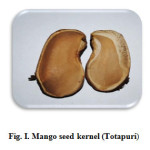 Fig. I. Mango seed kernel (Totapuri)                