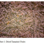 Plate 1: Dried Tamarind Fruits