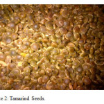 Plate 2: Tamarind Seeds.