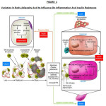 FIGURE: 1 Variation In Body Adiposity And Its Influence On Inflammation And Insulin Resistance