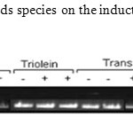 Figure 7: Effect of Dietary fatty acids species on the induction of LPL and hepatic apoB mRNA concentration.