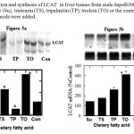 Figure 3: Induction and synthesis of LCAT  in liver tissues from male hapoB100xCETP transgenic mice fed sucrose (Su), tristearin (TS), tripalmitin (TP), triolein (TO) or the control diet (Con) to which the fatty acids were added.