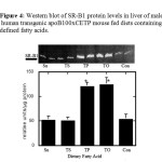 Figure 4: Western blot of SR-B1 protein levels in liver of male  human transgenic apoB100xCETP mouse fed diets containing  defined fatty acids.