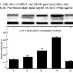 Figure 5: Induction of mRNA and SR-B1 protein synthesis by  fatty acids in liver tissues from male hapoB100xCETP transgenic mice. 