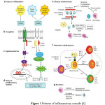 Figure 1 Primers of inflammatory cascade [6]