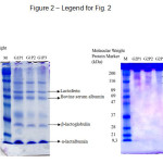 Fig 2.    Electropherogram of Whey Protein and Gelatine Crosslinked Biopolymers Protein pattern