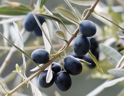 Kalamata-4-Olives-TN