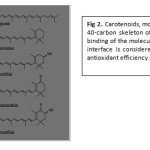 Fig 2. Carotenoids, molecular structures of 40-carbon skeleton of isoprene units. The binding of the molecules at the water/lipid interface is considered important for the antioxidant efficiency.
