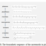 Fig 3. The biosynthetic sequence of the carotenoids in plants.