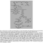 Fig. 4. Carotenoids  biosynthesis and related pathways in plants. Botella-Pavia P and Rodriguez-Concepcion M (2006) Carotenoid biotechnology in plants for nutritionally improved foods.Physiol Plant 126:369–381.  GAP, glyceraldehyde 3-phosphate; DXP, deoxyxylulose 5-phosphate; MEP, methylerythritol 4-phosphate; CDP-ME, 4-diphosphocytidyl-methylerythritol; CDP-MEP, 4-diphosphocytidyl-methylerythritol 2-phosphate; ME-cPP, methylerythritol 2,4-cyclodiphosphate; HMBPP, hydroxymethylbutenyl 4-diphosphate; IPP, isopentenyl diphosphate; DMAPP, dimethyl allyl diphosphate; GPP, geranyl  diphosphate;  GGPP, geranylgeranyl diphosphate; ABA, abscisic acid. Enzymes are indicated in bold: DXS, DXP synthase; DXR, DXP reductoisomerase; CMS, CDP-ME synthase; CMK, CDP-ME kinase; MCS, ME-cPP synthase; HDS, HMBPP synthase; HDR, HMBPP reductase; IDI, IPP isomerase; GGDS, GGPP synthase; PSY, phytoene synthase; PDS, phytoene desaturase; ZDS, z-carotene desaturase; CRTISO, carotenoid isomerase; LCYB, lycopene b-cyclase; LCYE, lycopene e-cyclase; CHYB, carotenoid b-ring hydroxylase; CHYE, carotenoid e-ring hydroxylase; ZEP, zeaxanthin epoxidase; VDE, violaxanthin de-epoxidase; NSY, neoxanthin  synthase.