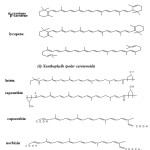 Figure-1. Structure of the most common natural carotenoids (Kiokias & Oreopoulou, 2006).