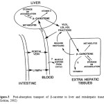 Figure-3  Post-absorption transport of -carotene to liver and extrahepatic tissues (Kiokias, 2002)