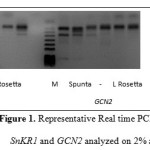 Figure 1. Representative Real time PCR products for SnKR1 and GCN2 analyzed on 2% agaroze gel.