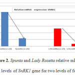 Figure 2. Spunta and Lady Rosetta relative mRNA expression levels of SnRK1 gene for two levels of fertilization.