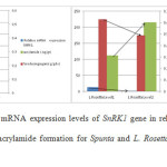 Figure 4, 5. Relative mRNA expression levels of SnRK1 gene in relation to the amount of reducing sugars and acrylamide formation for Spunta and L. Rosetta variety after frying in corn oil.