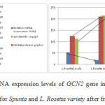 Figure 6, 7. Relative mRNA expression levels of GCN2 gene in relation to protein content and acrylamide formation for Spunta and L. Rosetta variety after frying in corn oil.