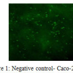 Figure 1: Negative control- Caco-2 cells