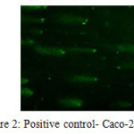 Figure 2: Positive control- Caco-2 cells