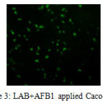 Figure 3: LAB+AFB1 applied Caco-2 cells