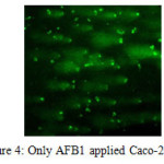 Figure 4: Only AFB1 applied Caco-2 cells