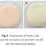 Fig. 2: Development of Panna Cotta recipe milk mix berries (A) and fresh milk (B) with Nile tilapia bone gelatins