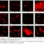 Fig 3.CLSM images of goat milk kefir drink