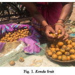 Fig. 1. Kendu fruit