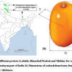 Fig. 1: (a) Different pockets (Ladakh, Himachal Pradesh and Sikkim) for seabuckthorn in trans-Himalayan part of India (b) Dimensions of seabuckthorn berry fruit, L: length, W: width, T: thickness