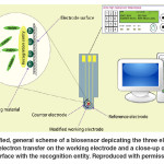 Fig. 1: A simplified, general scheme of a biosensor depicating the three electrode system, direction of electron transfer on the working electrode and a close-up of the working electrode interface with the recognition entity. Reproduced with permission from Ref.14