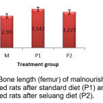 Bone length (femur) of malnourished rats (M),  malnourished rats after standard diet (P1) and  malnourished rats after seluang diet (P2).