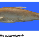 Fig. 1. Cabdio ukhrulensis