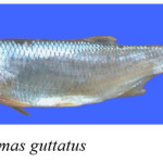 Fig. 2. Raiamas guttatus