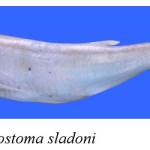 Fig. 3. Salmostoma sladoni