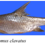 Fig. 5. Systomus clavatus