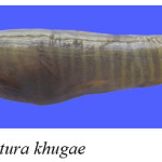 Fig. 6. Schistura khugae