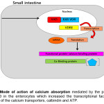 Figure 1: Mode of action of calcium absorption mediated by the presence of vitamin D-3 in the enterocytes which increased the transcriptional factor for the expression of the calcium transporters, calbindin and ATP