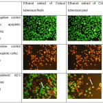 Figure 5: (A) Untreated cells, (B) treated cells with doxorubicin, (C) treatment with concentration of 62.5 µg/ml.