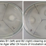 Figure 1: Isolates B1 (left) and B2 (right) clearing zone in Gelatin Peptone Agar after 24 hours of incubation at 37˚C