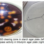 Figure 2: Isolate B3 clearing zone in starch agar plate (left) and Isolate B4 lipase activity in tributyrin agar plate (right).