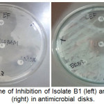 Figure 3: Zone of Inhibition of Isolate B1 (left) and Isolate B2 (right) in antimicrobial disks.