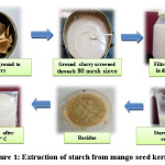 Figure 1: Extraction of starch from mango seed kernels 
