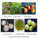 Figure 1: (a-f): Six wild edible fruits of Odisha