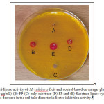  Figure 1. Anti-lipase activity of M. calabura fruit and control based on an agar plate assay: (A) orlistat (500 μg/mL) (B) FP (C) only substrate (D) FJ and (E) Substrate-lipase system without inhibitor. The decrease in the red halo diameter indicates inhibition activity.