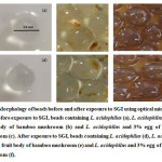 Fig. 1: Morphology of Beads Before and After Exposure to SGI Using Optical Microscopy 30X. Before Exposure to SGI, Beads Containing L. acidophilus (a), L. acidophilus and 3% Fruit Body of Bamboo Mushroom (b) and L. acidophilus and 3% Egg of Bamboo Mushroom (c). After Exposure to SGI, Beads Containing L. acidophilus (d), L. acidophilus and 3% Fruit Body of Bamboo Mushroom (e) and L. acidophilus and 3% egg of Bamboo Mushroom (f).