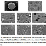 Figure 3: SEM Images, Microstructure of the Alginate Beads After Exposure to SGI. Beads Containing L. acidophilus (a; 25X and b; 5,000X), and 0.8 (c), 1 (d) and 3% (e) Fruit Body of Bamboo Mushroom (5,000X), and 0.8 (f), 1 (g) and 3% (h) Egg of Bamboo Mushroo